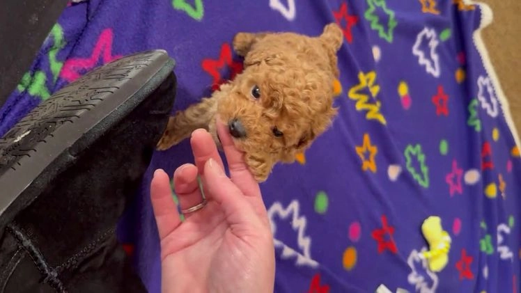 Toy Poodle dogs for sale: Turner - Video 1