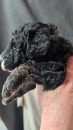 Sheepadoodle dogs for sale: Bronson - Video 1