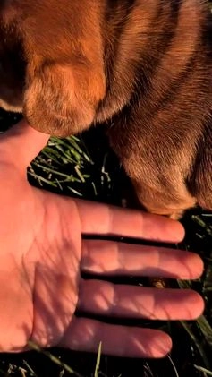 French Bulldog dogs for sale: Tessa - Video 1