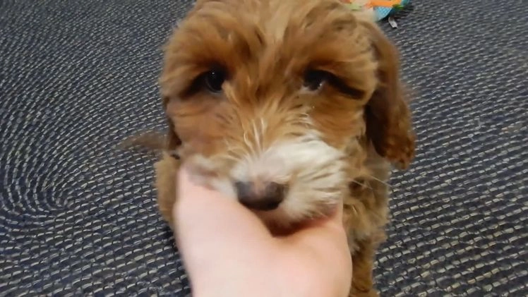 Mini Goldendoodle dogs for sale: Lulu - Video 2
