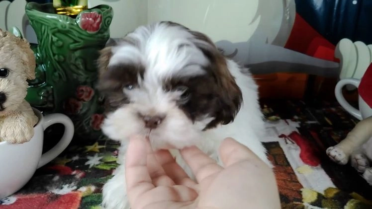 Shih Tzu dogs for sale: lucas - Video 1