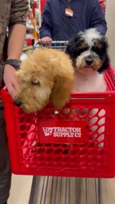 Standard Poodle dogs for sale: Cole - Video 3