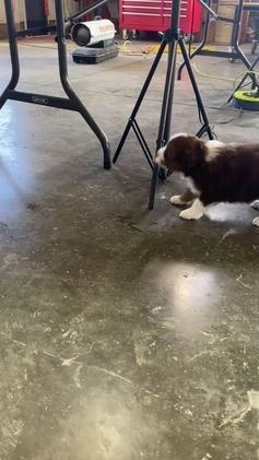 Australian Shepherd dogs for sale: Boone - Video 1