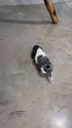 Miniature Dachshund dogs for sale: Oscar - Video 4