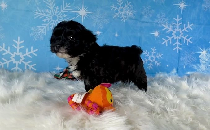 Yorkiepoo dogs for sale: Benji - Video 3
