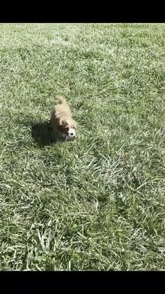 Cavapoo dogs for sale: Clover - Video 1