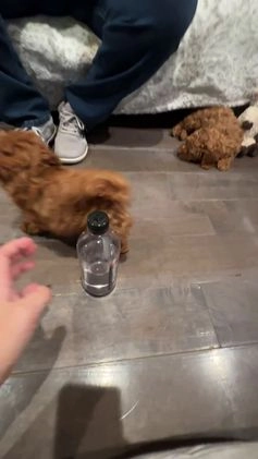 Toy Poodle dogs for sale: Jayden- Teacup/Toy Genetically TESTED - Video 2