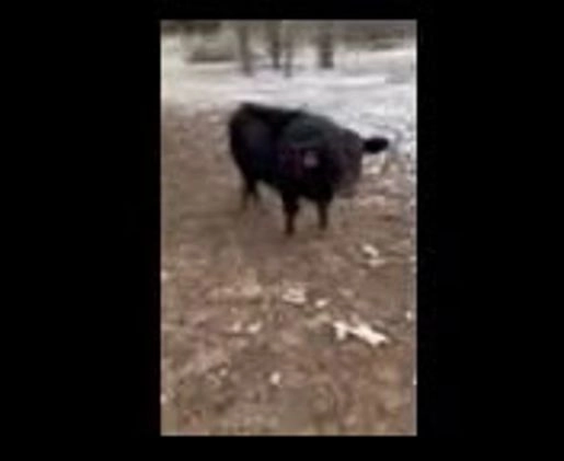 Border Collie dogs for sale: Fang - Video 2