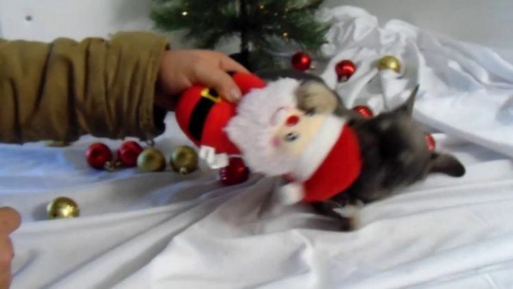 French Bulldog dogs for sale: Todd - Video 6