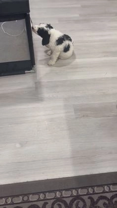 Bernedoodle dogs for sale: Rocky - Video 2