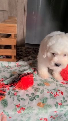 Teddy Bear dogs for sale: Mike  - Video 1