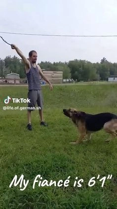 German Shepherd dogs for sale: Diamond - Video 4