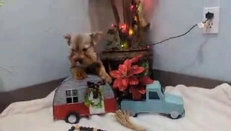 Yorkshire Terrier dogs for sale: Max - Video 1