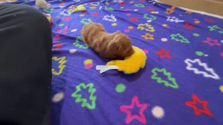 Cavapoo dogs for sale: Saint - Video 1