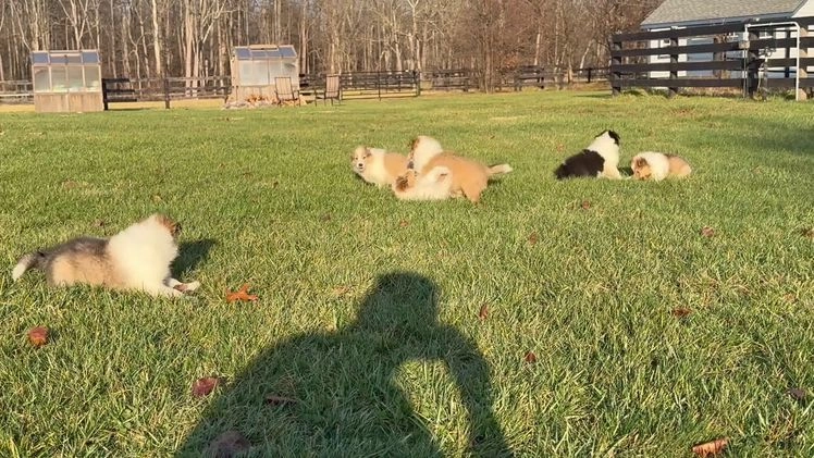 Collie dogs for sale: Collie Puppy 7 - Video 5