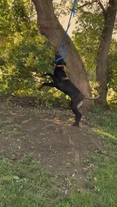 Belgian Malinois dogs for stud: Bode for stud - Video 1