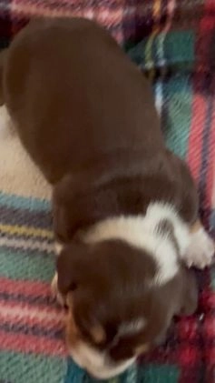 Dachshund dogs for sale: Dachshund Puppy 2 - Video 1