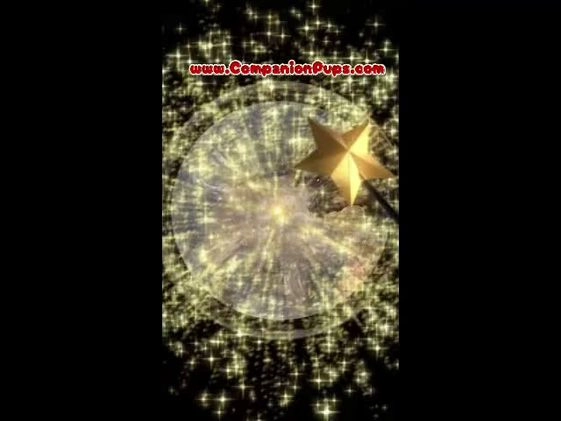 Pug dogs for sale: Marie Soft, Sweet, Playful Pug Pup! Great Christmas Present! - Video 1