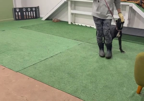 Cane Corso dogs for sale: Roma - Video 3