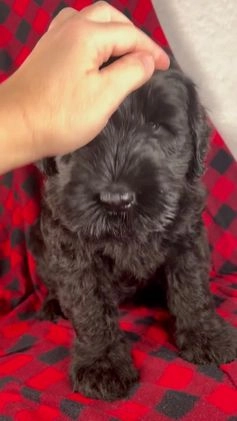 Giant Schnauzer dogs for sale: Arlin - Video 1