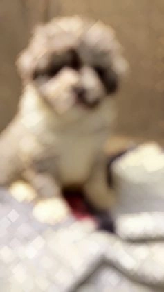 Mixed Breed dogs for sale: Steele OFA DNA  - Video 3