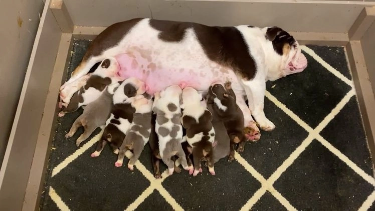 English Bulldog dogs for sale: Romeo - Video 1