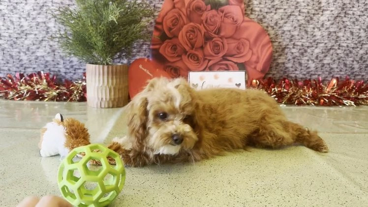 Cavapoo dogs for sale: Nate - Video 1