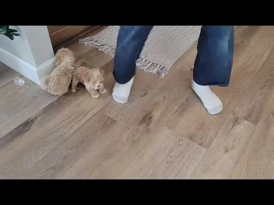 Maltipoo dogs for sale: Finn - Video 2