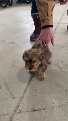 Yorkiepoo dogs for sale: Peanut - Video 1