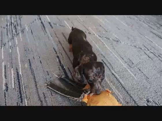 Miniature Dachshund dogs for sale: Steph - Video 1