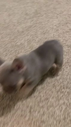 French Bulldog dogs for sale: French Bulldog Puppy 2 - Video 1