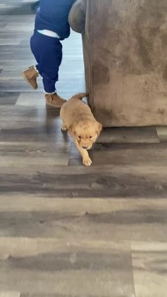 Golden Retriever dogs for sale: Bobby - Video 1