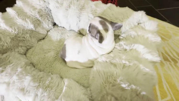 French Bulldog dogs for sale: Abbi - Video 2