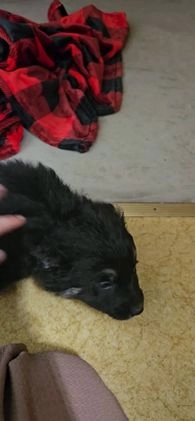 Mixed Breed dogs for sale: Sofia - Video 1