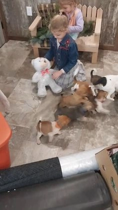 Jug dogs for sale: Avery - Video 4