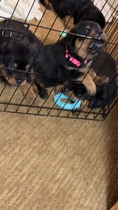 Rottweiler dogs for sale: Rottweiler Puppy 1 - Video 3