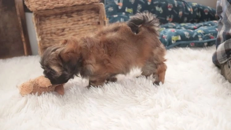 Shih Tzu dogs for sale: Shaina - Video 1