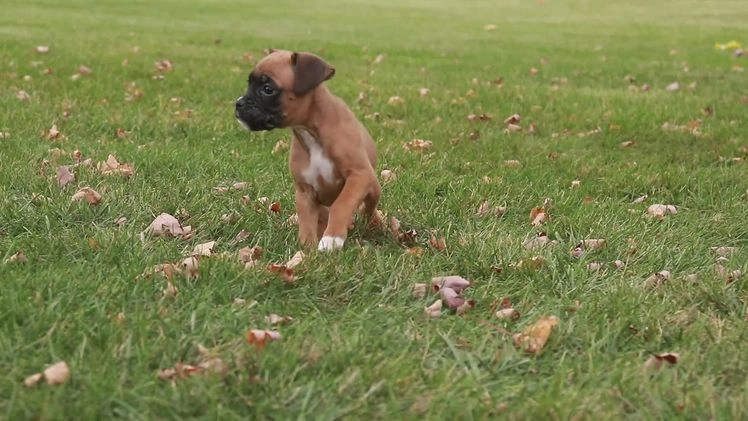 Boxer dogs for sale: Ruby - Video 2