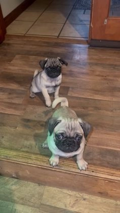 Pug dogs for sale: Vanilla - Video 1