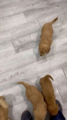 Goldendoodle dogs for sale: Sammy - Video 1