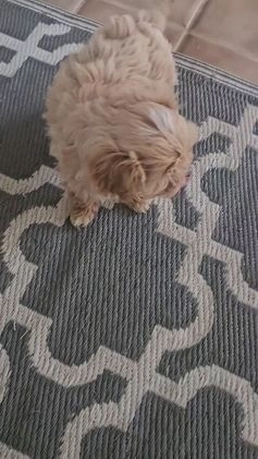 Cavapoo dogs for sale: Zack - Video 1