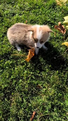 Welsh Corgi Pembroke dogs for sale: Sky - Video 7