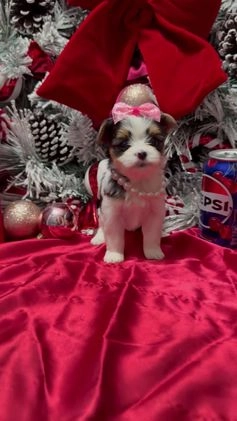 Yorkshire Terrier dogs for sale: Dot - Video 2