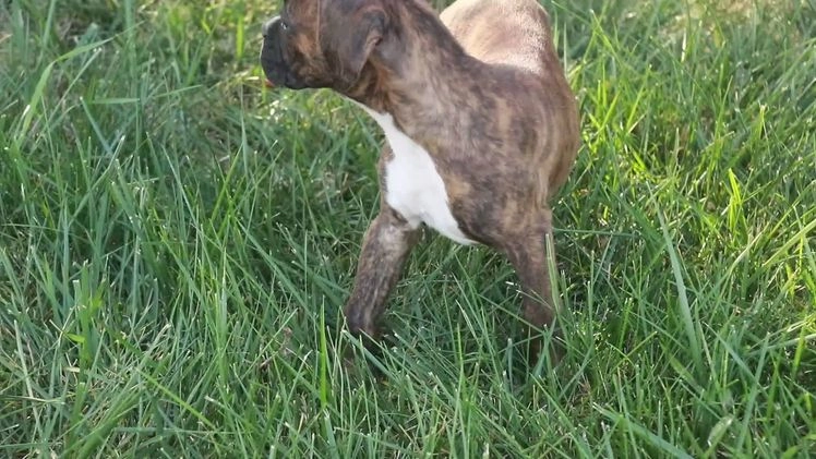 Boxer dogs for sale: Cole - Video 1