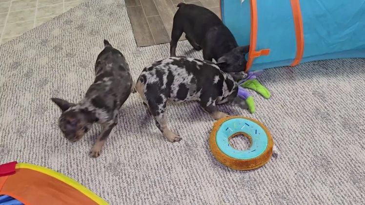 French Bulldog dogs for sale: Remi - Video 4