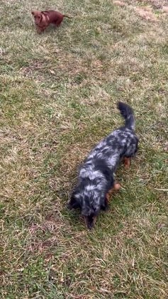 Miniature Dachshund dogs for sale: Jasper - Video 1