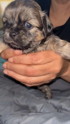 Mixed Breed dogs for sale: Mixed Breed Puppy 2 - Video 1