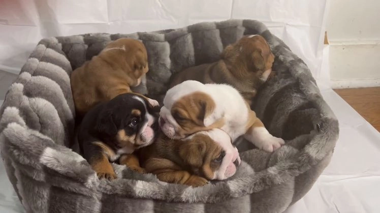 English Bulldog dogs for sale: English Bulldog litter of 5 puppies - Video 3