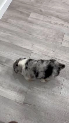 Australian Shepherd dogs for sale: Lady - Video 1