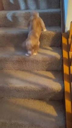 Goldendoodle dogs for sale: Goldendoodle Puppy Collar Pink - Video 8